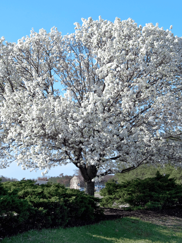 10 Best White Flowering Trees to Brighten Up Your Landscape